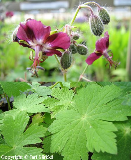 Geranium phaeum, tummakurjenpolvi